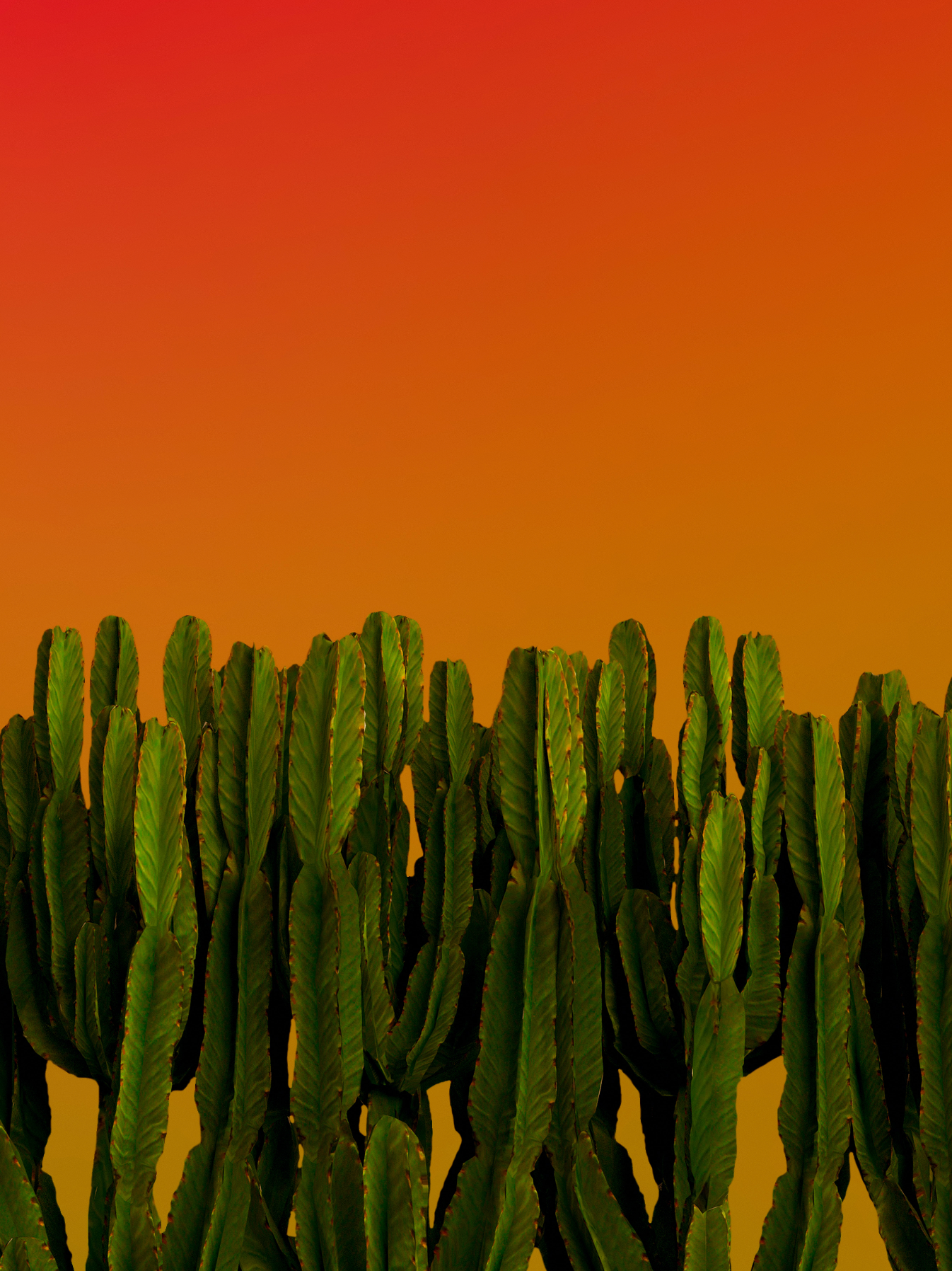 Cactus on Orange Background Canvas