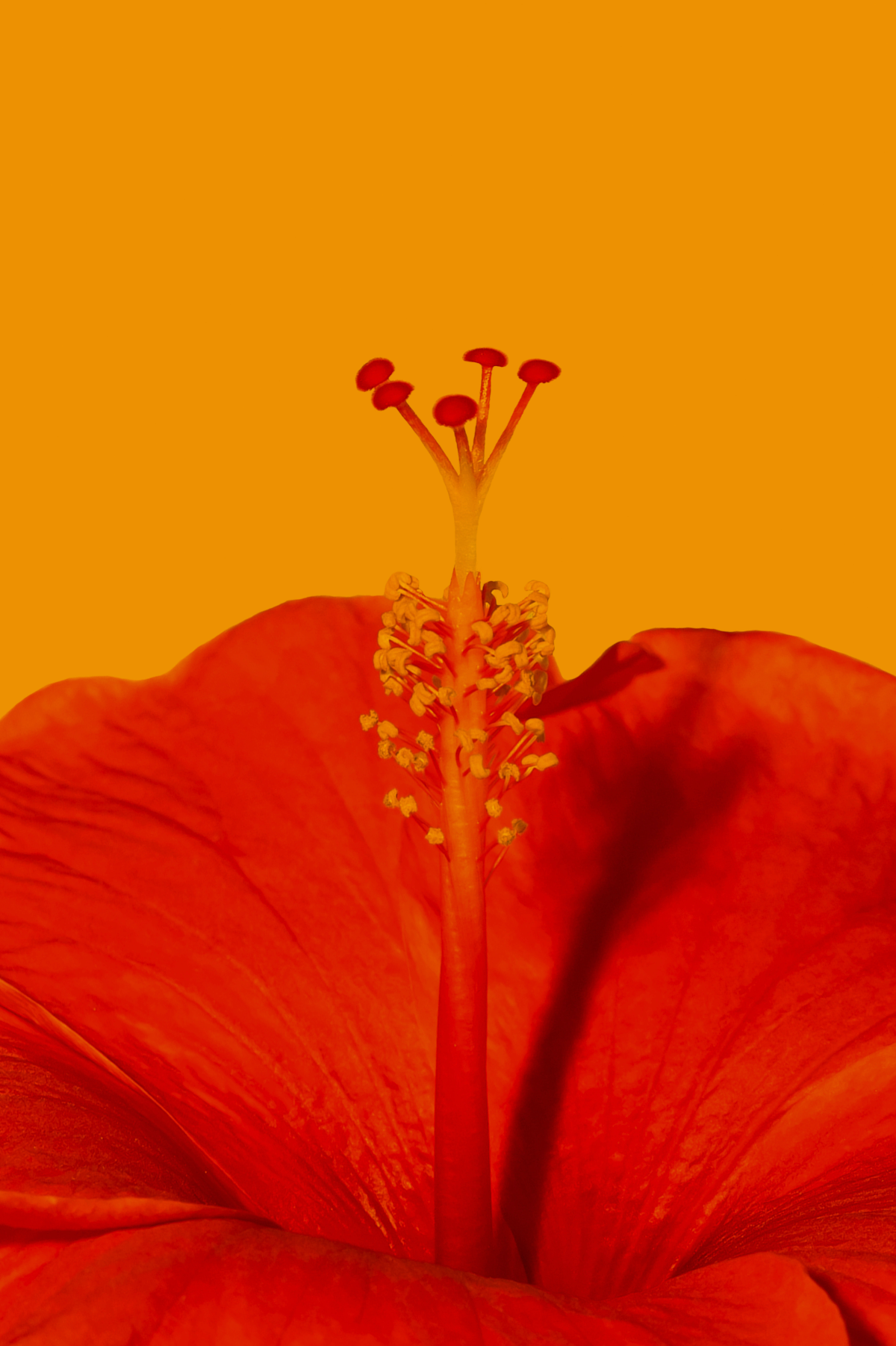 Red Infrared Hibiscus Flower Canvas