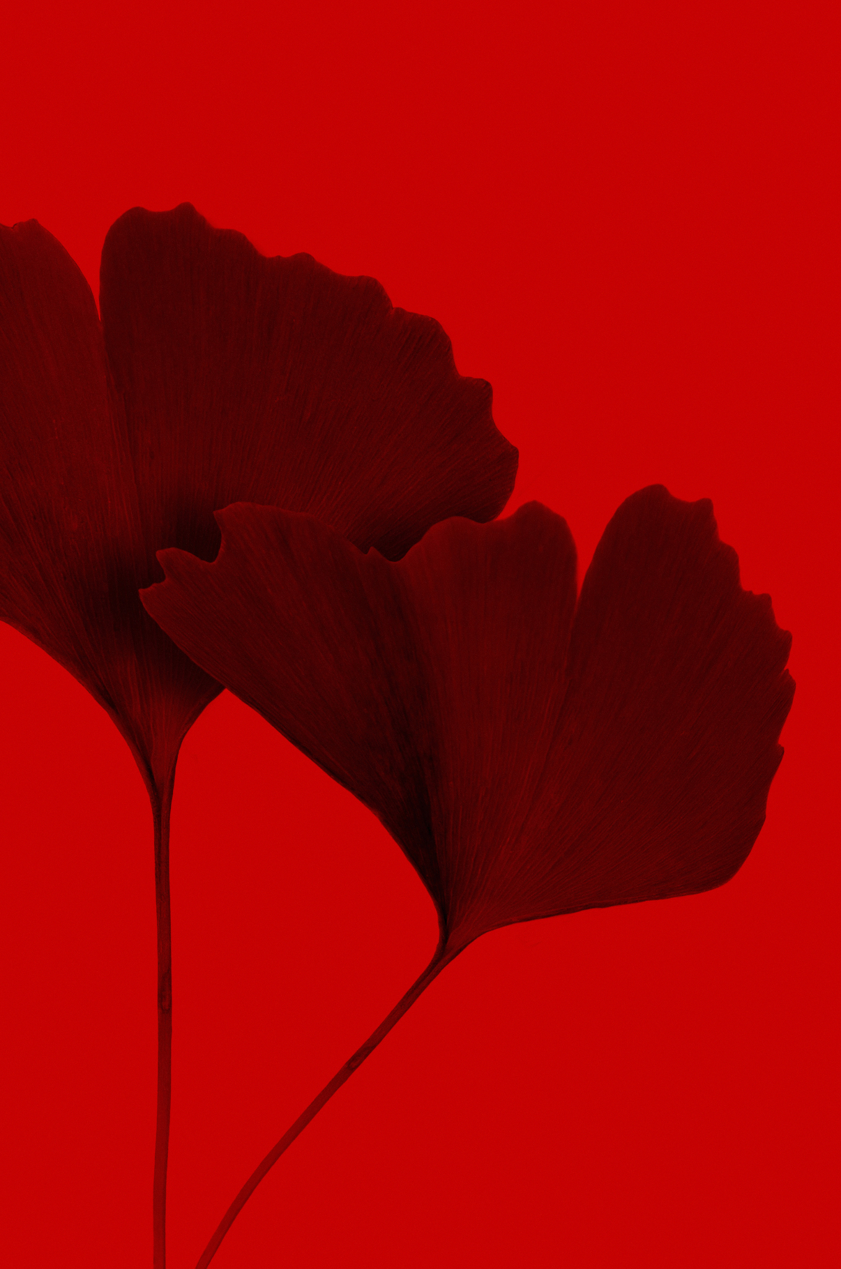 Red Infrared Flower Canvas