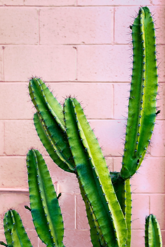 Copy of Cactus on Pink Background Canvas