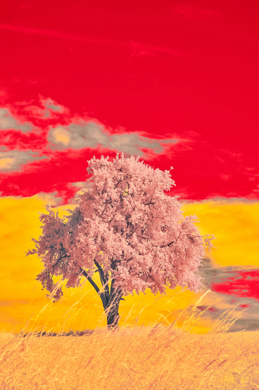 Infrared Landscape | Pink Tree Canvas