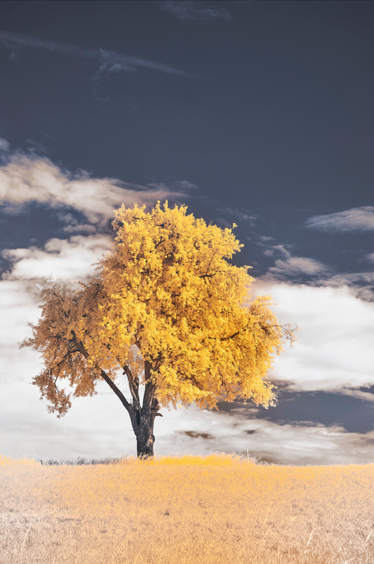 Infrared Landscape | Yellow Tree Canvas